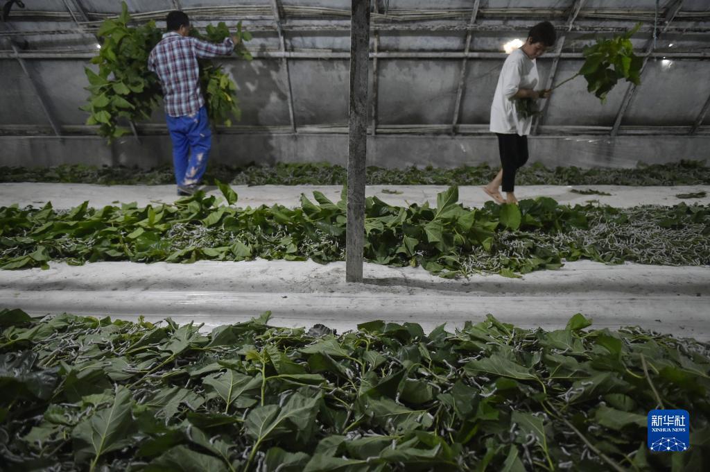 博壹白菜论坛